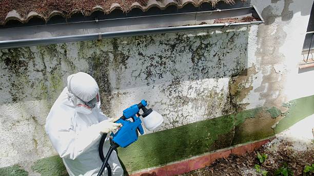 Top rated local Mold Remediation specialists in Cedartown, GA